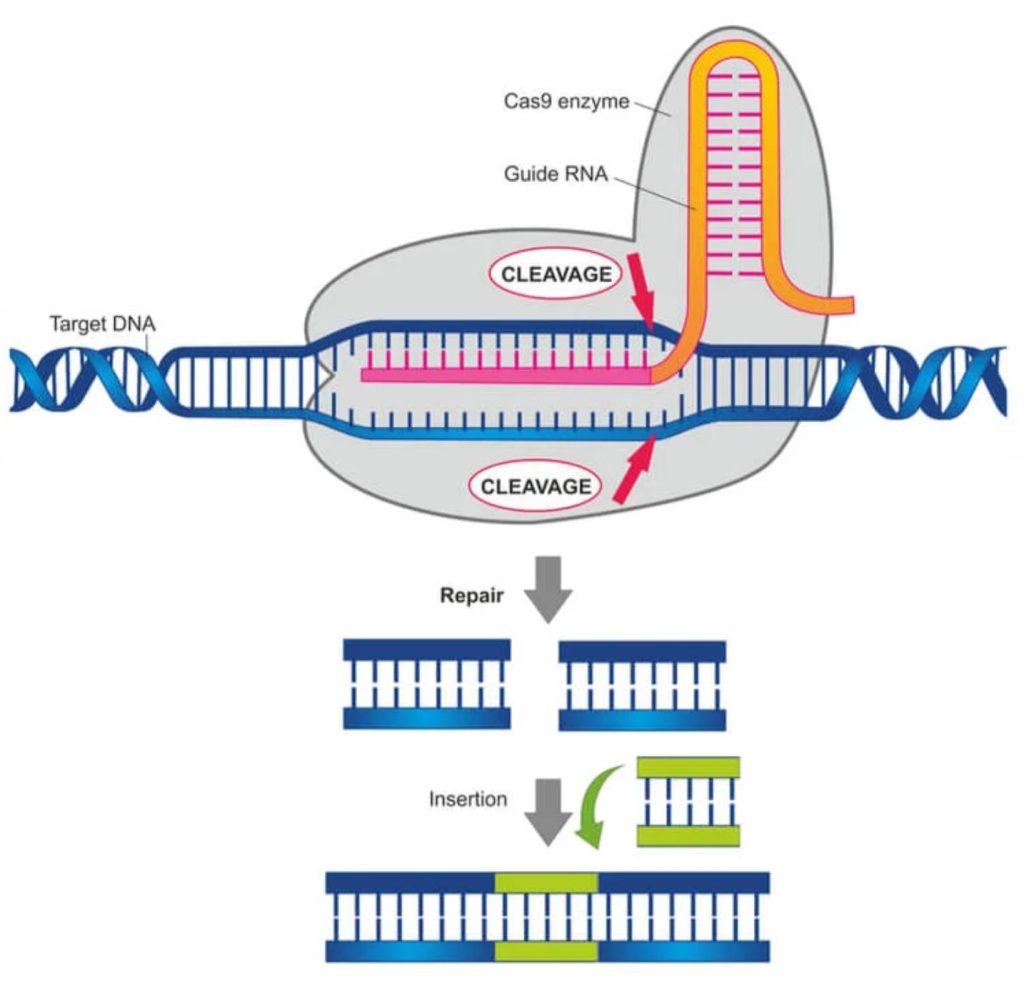 Simplified diagram of CRISPR process